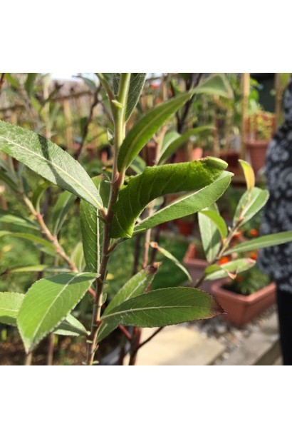 Верба тонкостовбурна Маунт Асо зелене листя